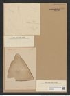 Triceratium arcticum var. ? neapolitanum Grun. (de-Toni-Nr.: Genus 140, Species 3719) Zeichnungen Sammlung Grunow Nr. 7215 (NHMW-BOT-W0376205)